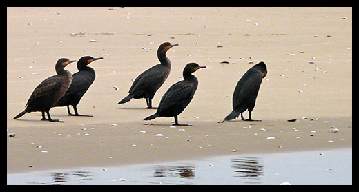 cormorans